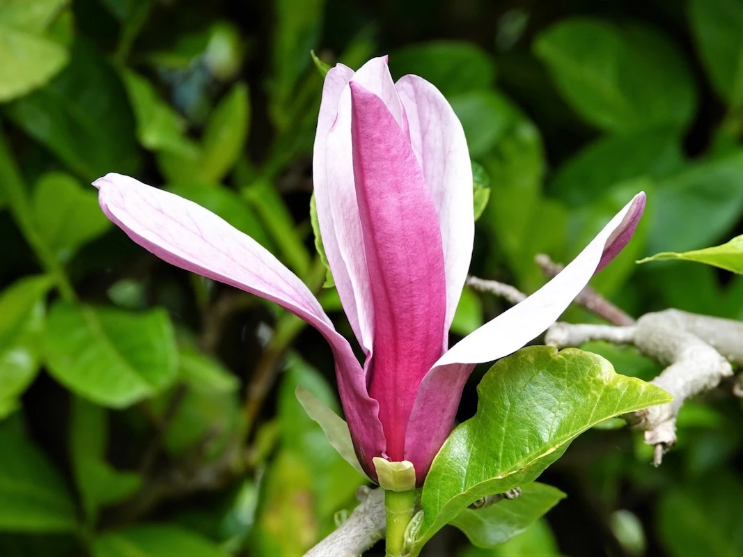liliiflora Nigra